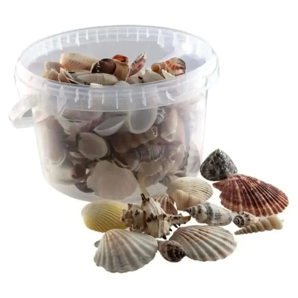 Bucket of Sea Shells-Bucket of Sea Shells