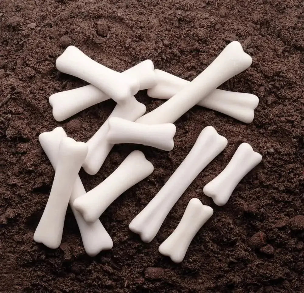 Dinosaur Bones Discovery Set-Dinosaur Bones Discovery Set