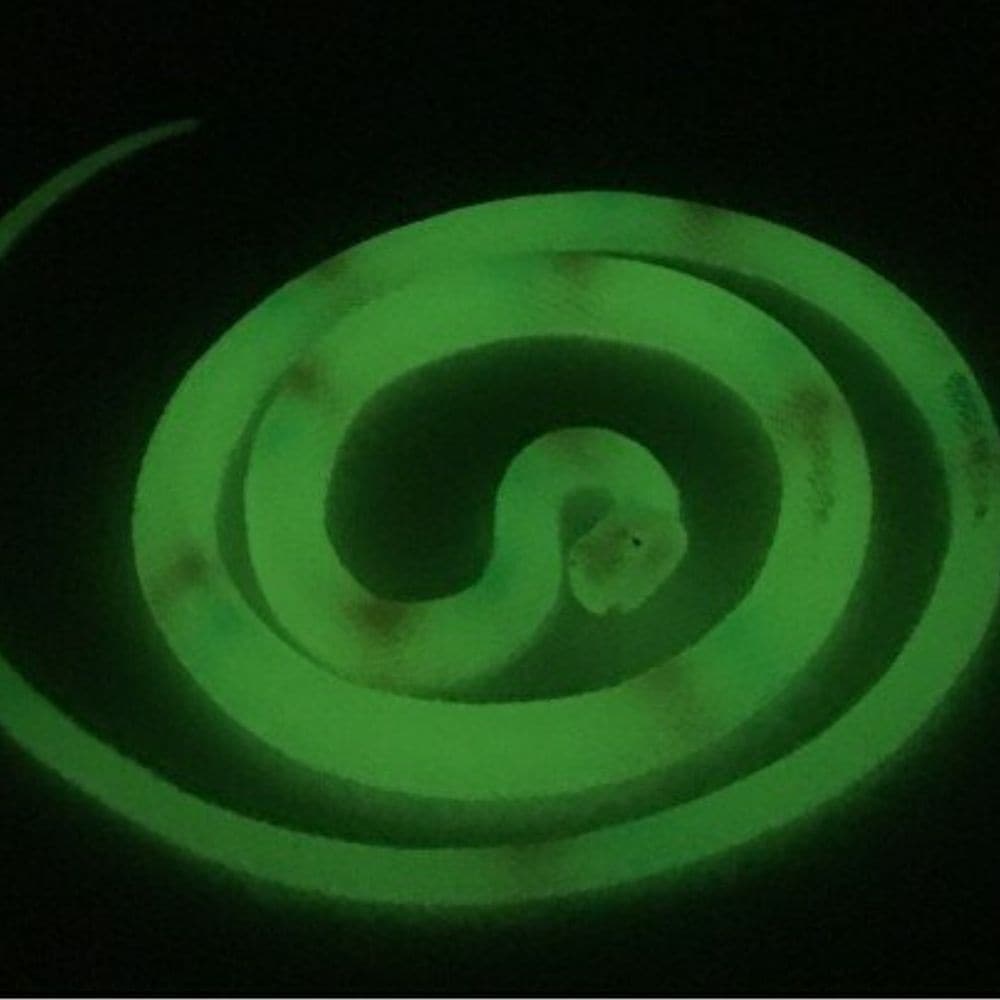 Glow In Dark Snake, The Glow in the Dark Snake is not your ordinary toy. This captivating fidget toy is perfect for kids and even adults who love snakes. With its enchanting glow, it adds a whole new level of fun and excitement to playtime.Made with high-quality materials, the Glow in the Dark Snake is both durable and safe to use. Its tactile surface provides a satisfying texture, making it perfect for sensory play. Plus, its flexible and stretchable design allows for endless possibilities of twisting and 