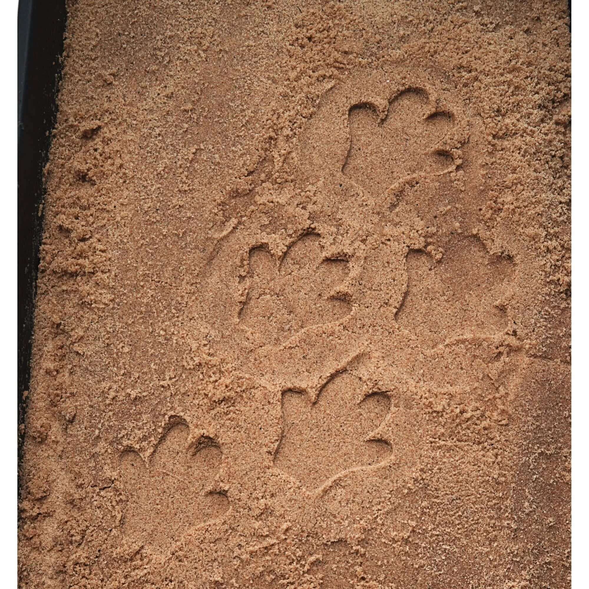 Let’s Investigate Safari Footprints-Let’s Investigate Safari Footprints