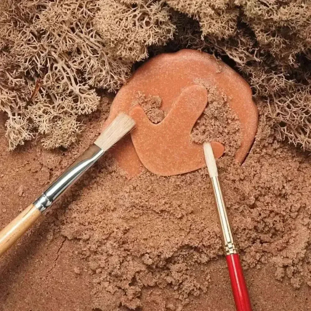 Let’s Investigate Dinosaur Footprints-Let’s Investigate Dinosaur Footprints