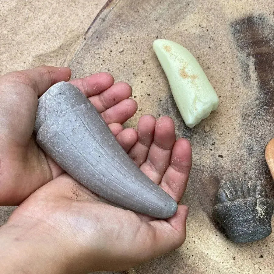 Let’s Investigate Prehistoric Teeth-Let’s Investigate Prehistoric Teeth