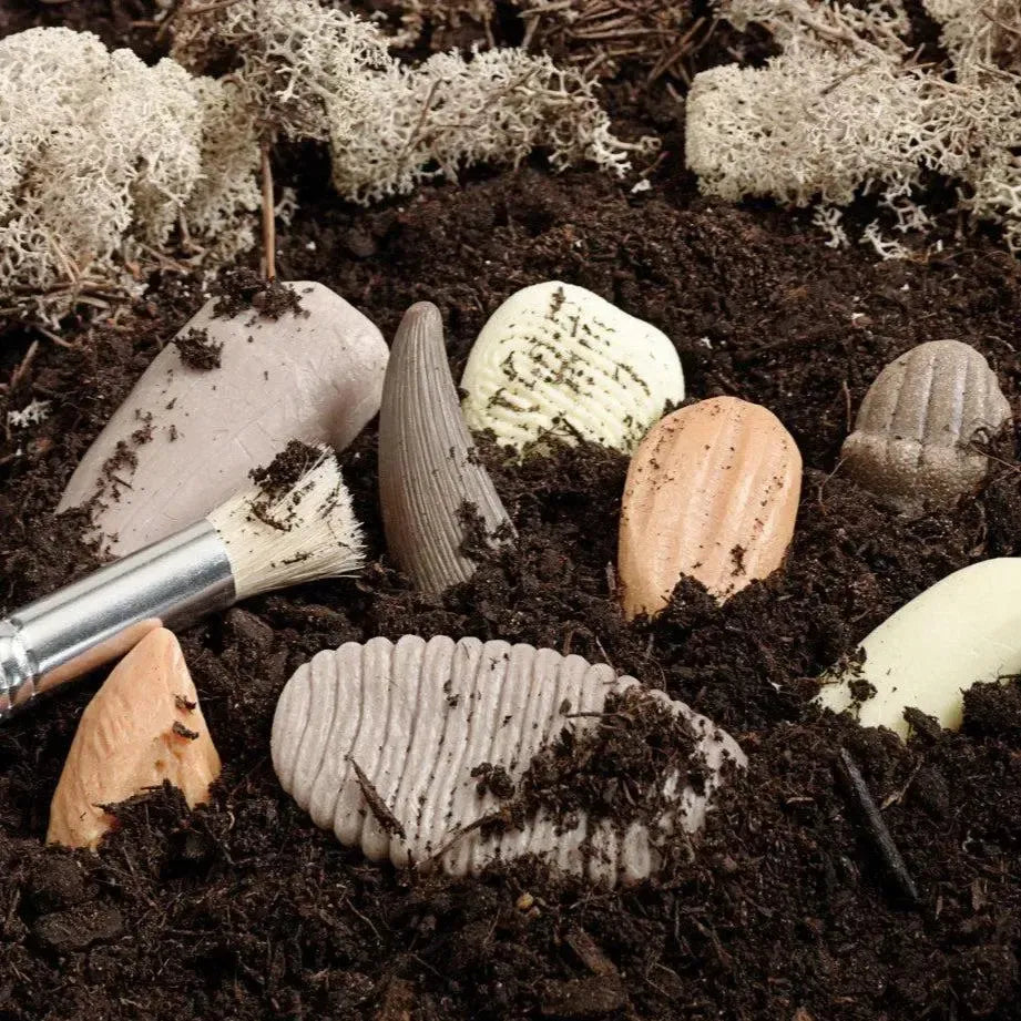 Let’s Investigate Prehistoric Teeth-Let’s Investigate Prehistoric Teeth