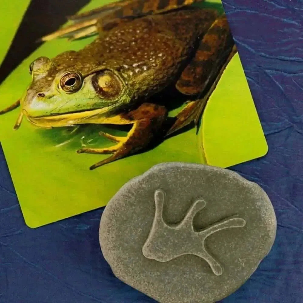 Let’s Investigate Woodland Footprints-Let’s Investigate Woodland Footprints