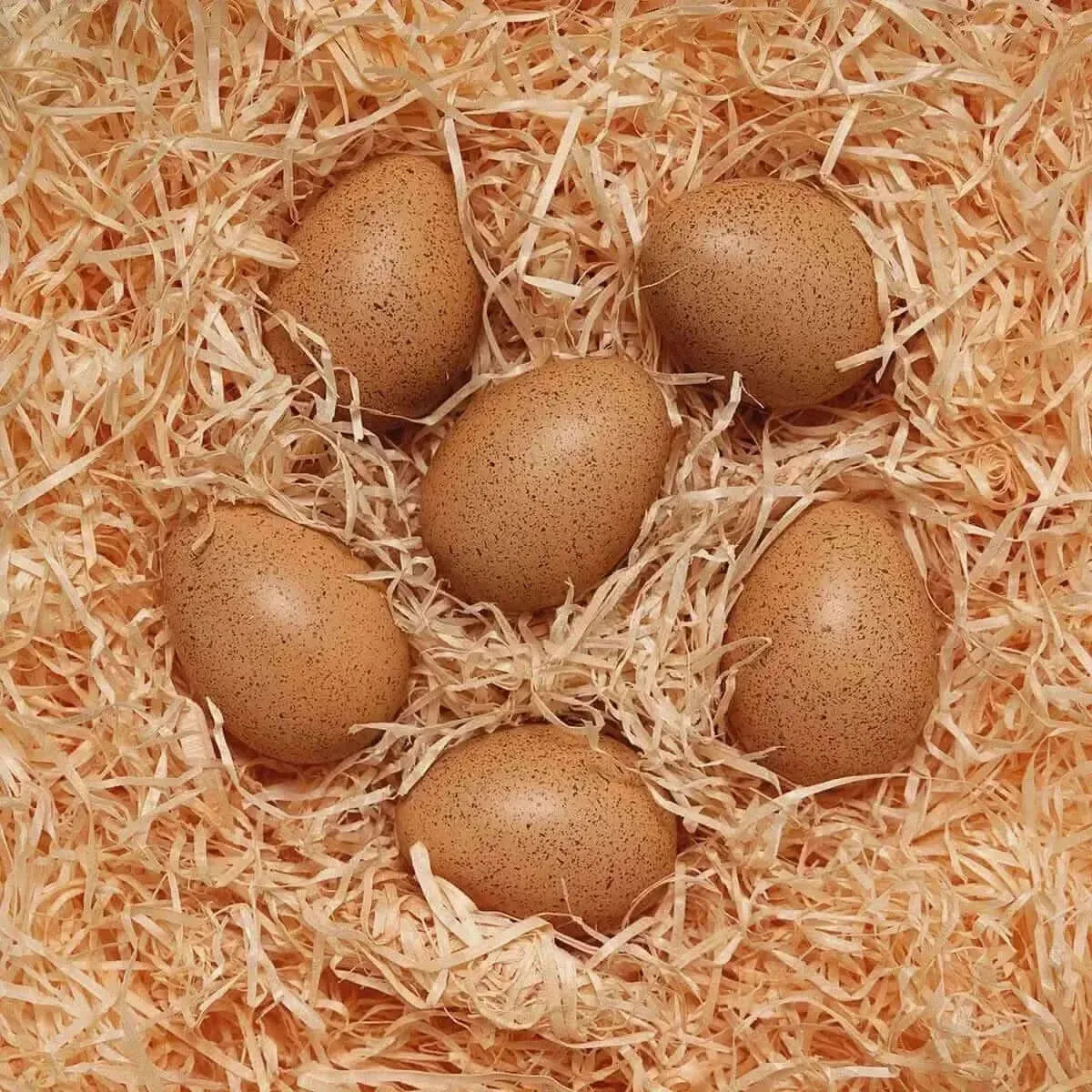 Sensory Sound Eggs-Sensory Sound Eggs