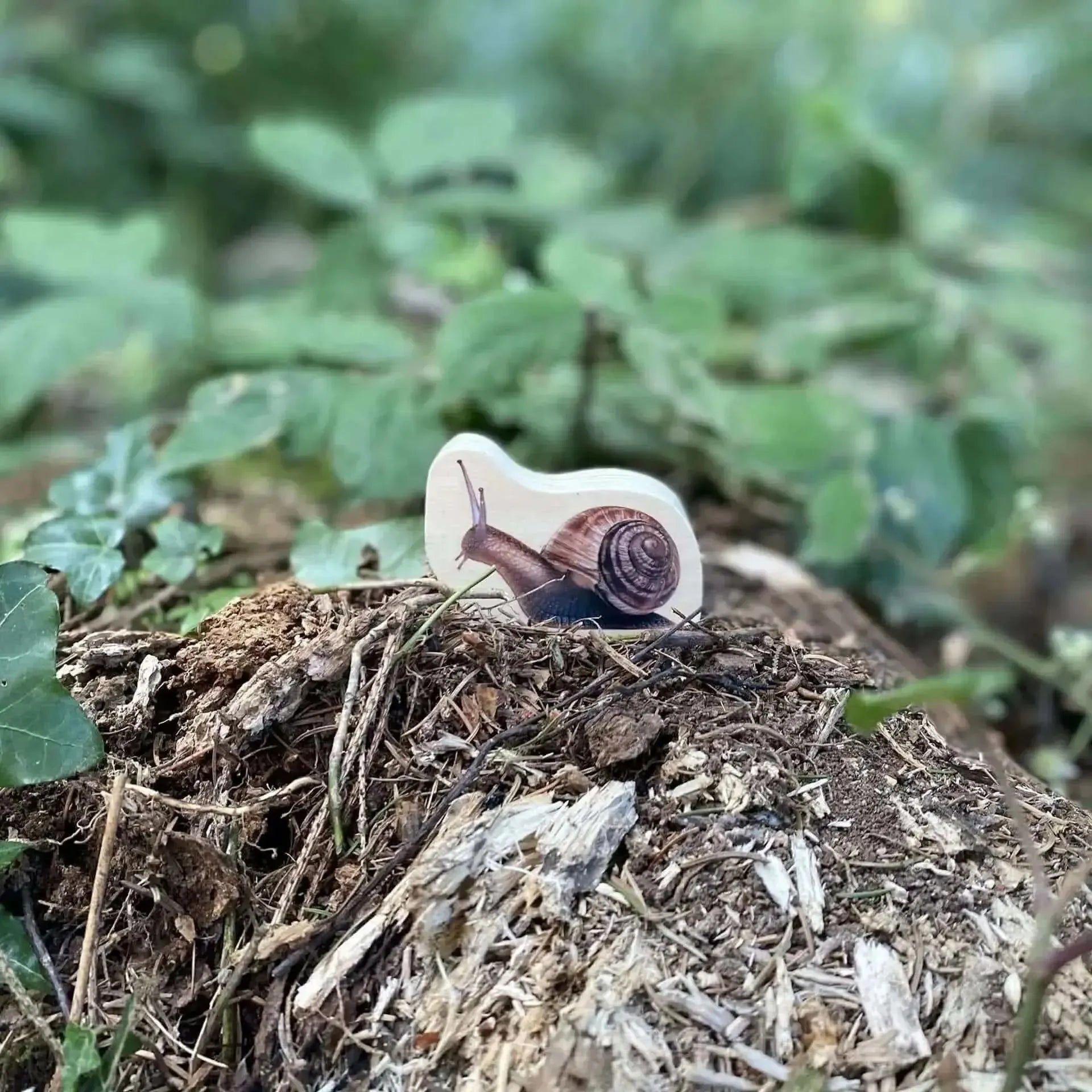 TickiT Wooden Minibeast Blocks-TickiT Wooden Minibeast Blocks