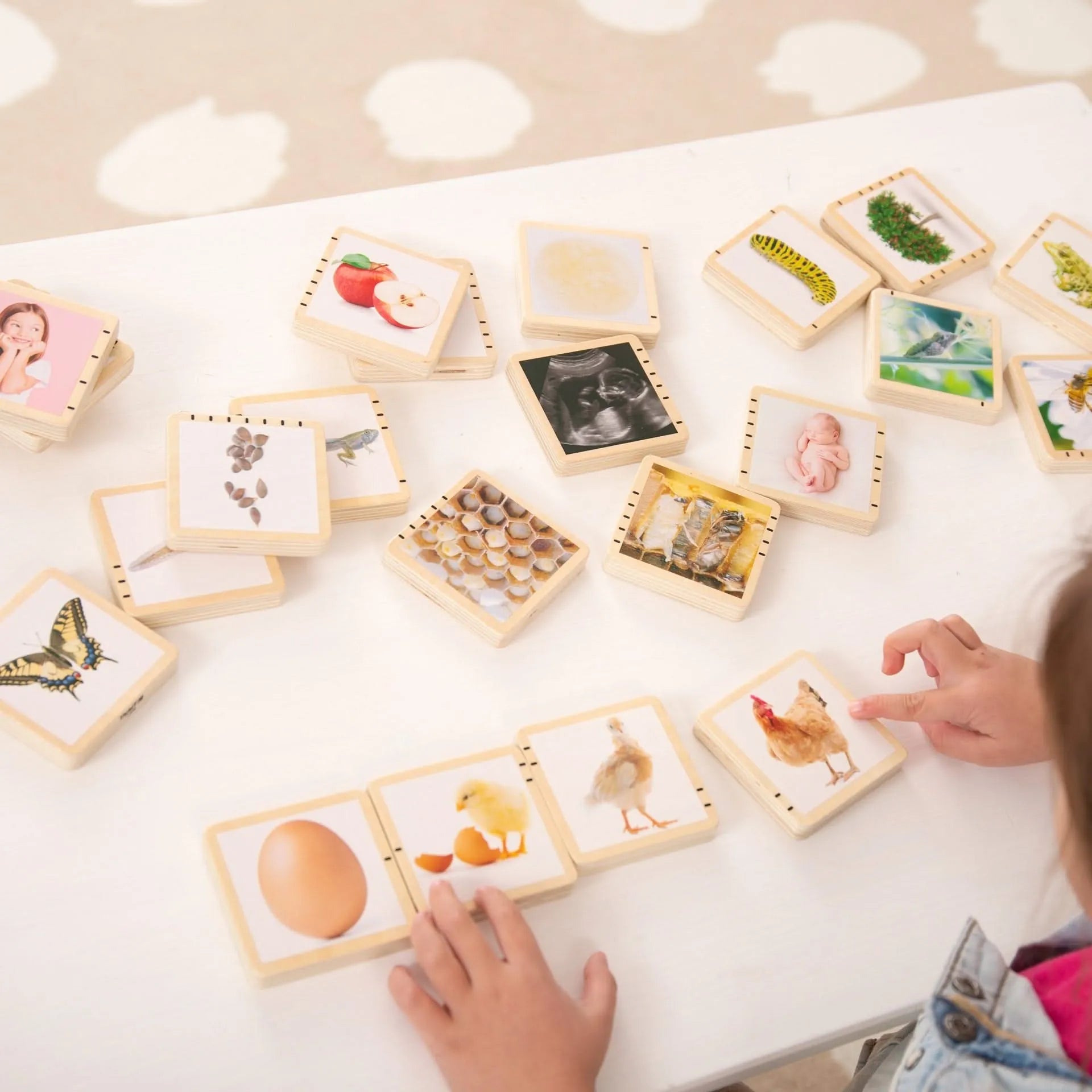 Wooden Lifecycle Tiles-Wooden Lifecycle Tiles