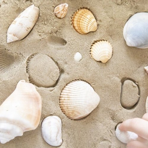 Bucket of Sea Shells, Introducing our fantastic Bucket of Sea Shells! Packed with a variety of beautiful sea shells, this product is a must-have for any beach lover or nature enthusiast. With its handy storage solution, the sea shells can be conveniently put away after play time, ensuring a clean and organized space.But why stop there? Take your sensory play to the next level by adding some Kinetic sand and transforming a large tub into a mini beach on a table top. This creates a wonderful sensory area that