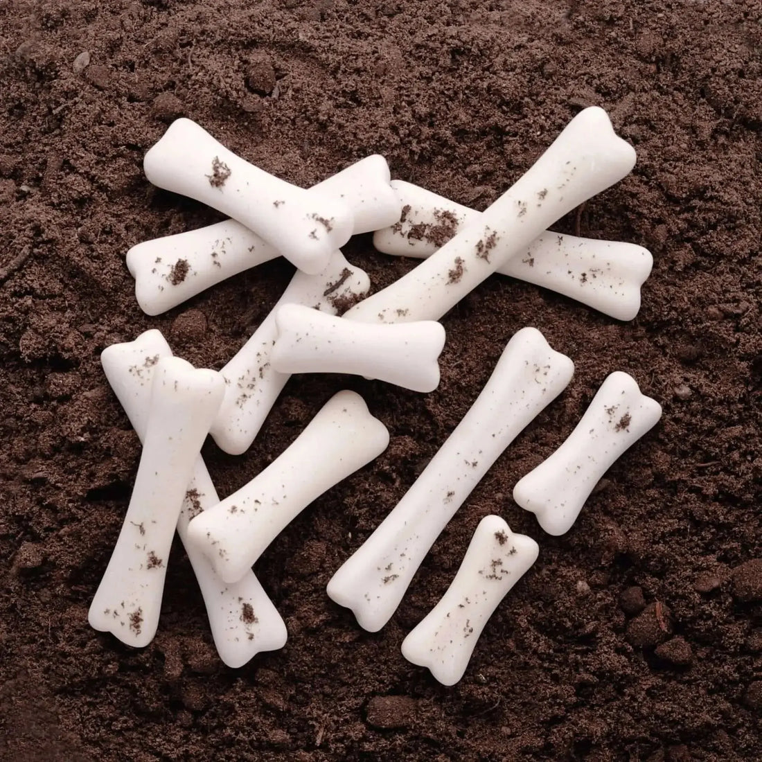 Dinosaur Bones Discovery Set-Dinosaur Bones Discovery Set
