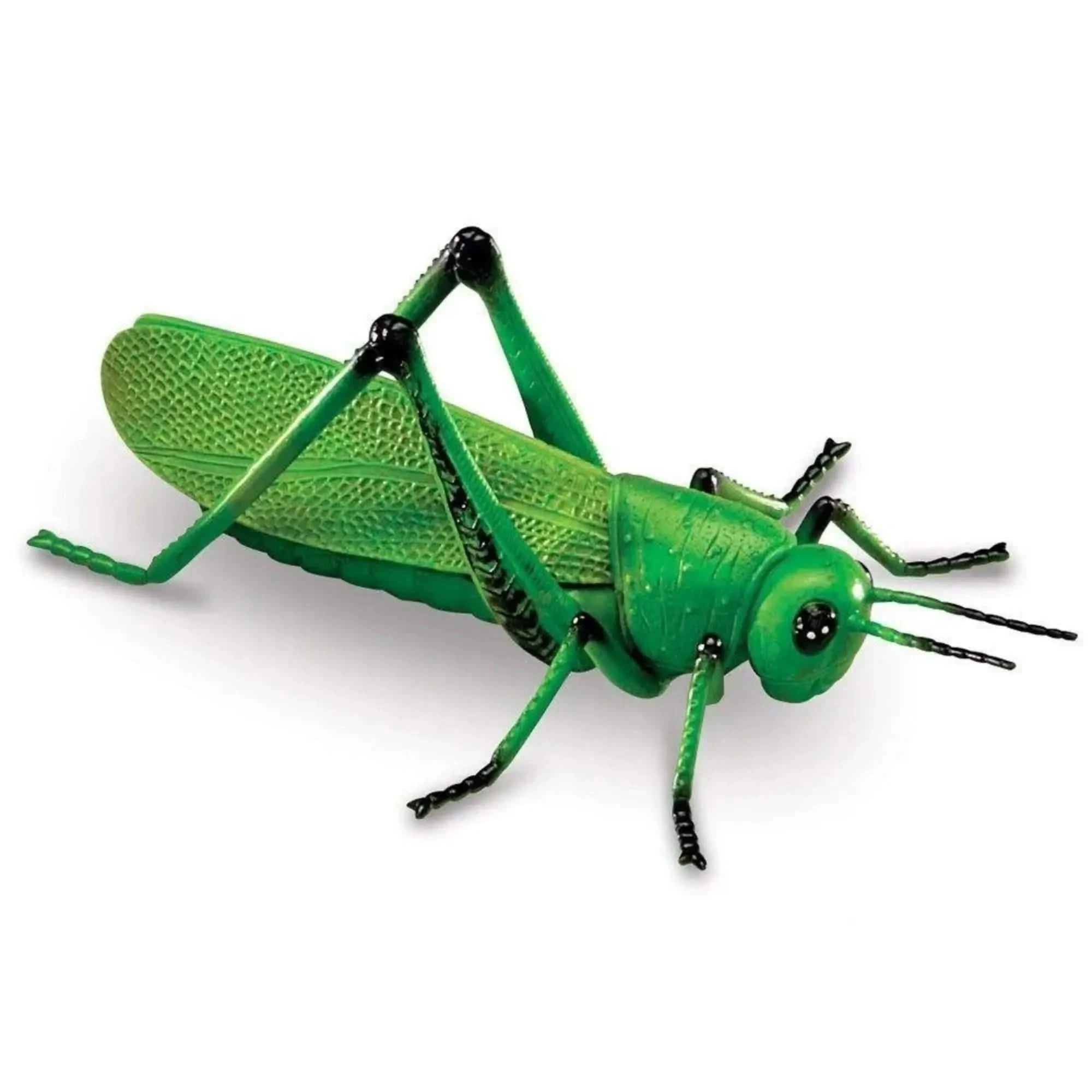 Jumbo Insects-Jumbo Insects