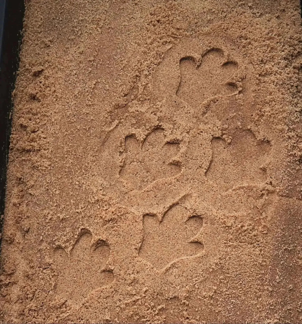 Invisticate Let’s Investigate Safari Footprints,Yellowdoor lets investigate safari ...