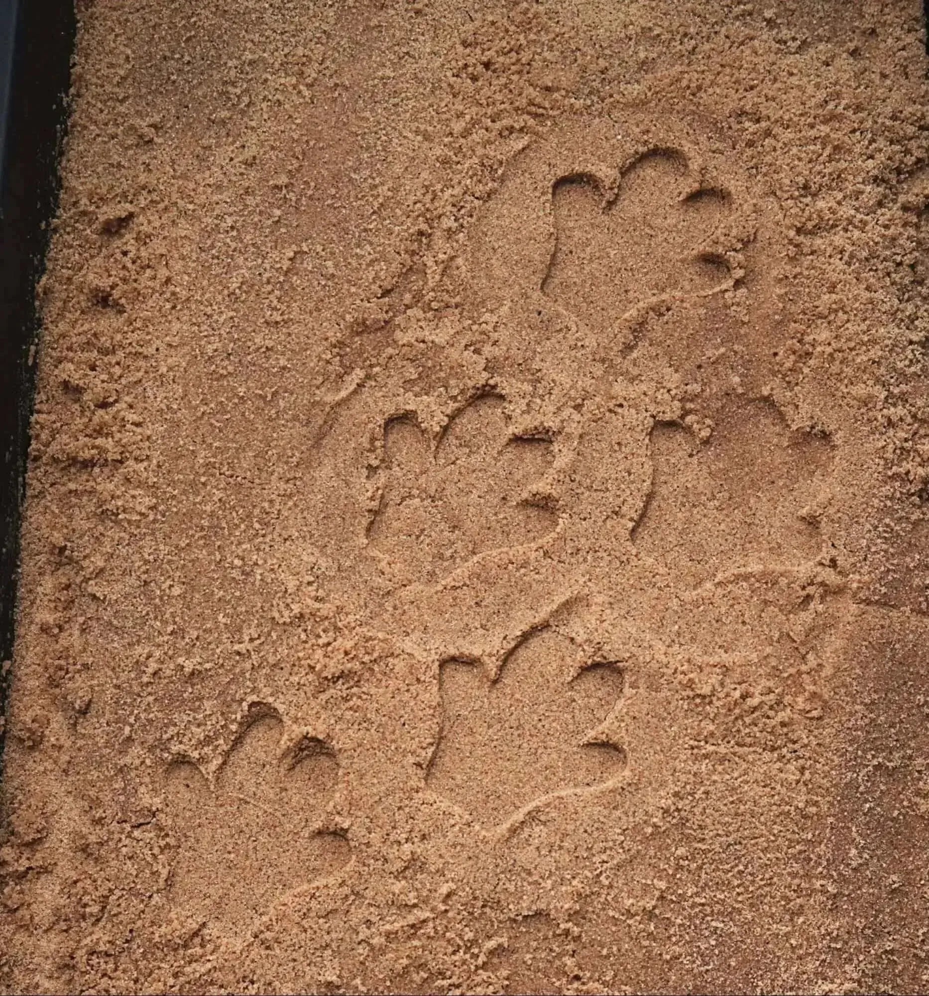 Let’s Investigate Safari Footprints-Let’s Investigate Safari Footprints