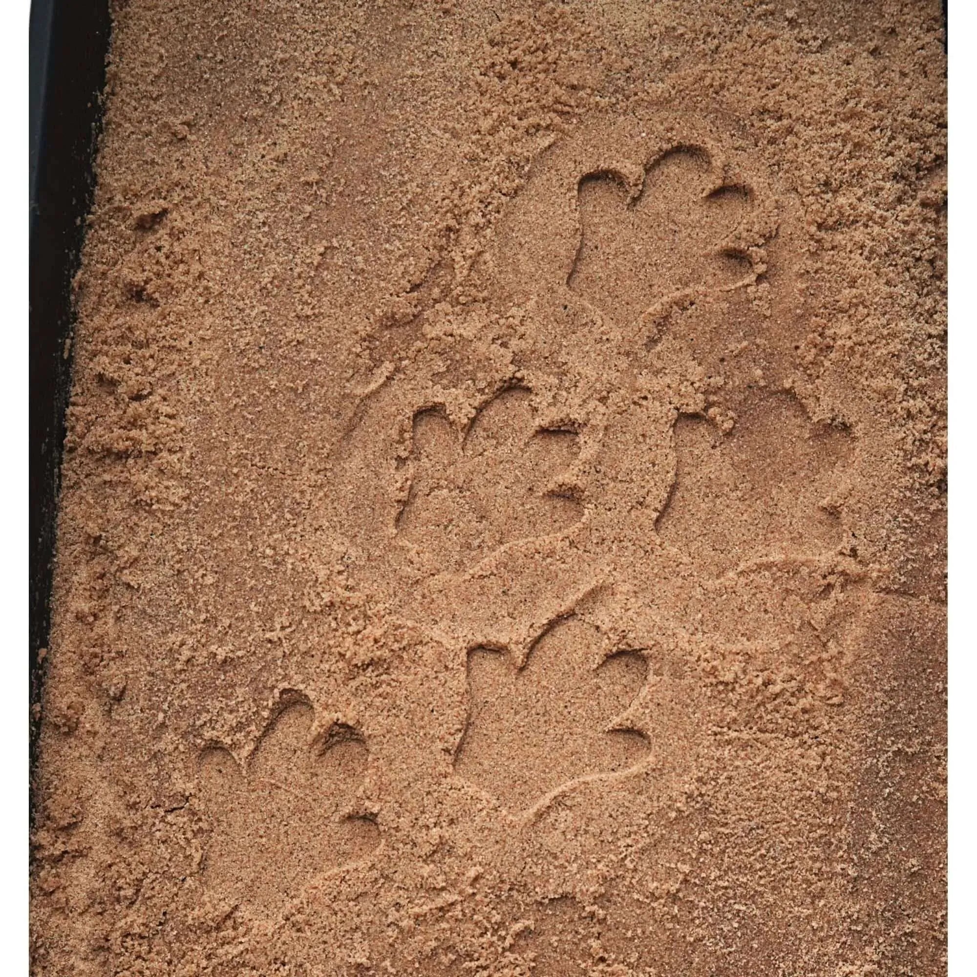 Let’s Investigate Safari Footprints-Let’s Investigate Safari Footprints