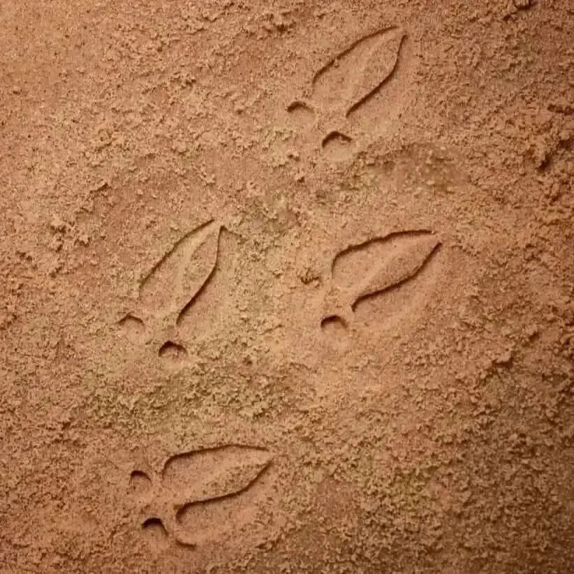 Let’s Investigate Woodland Footprints-Let’s Investigate Woodland Footprints