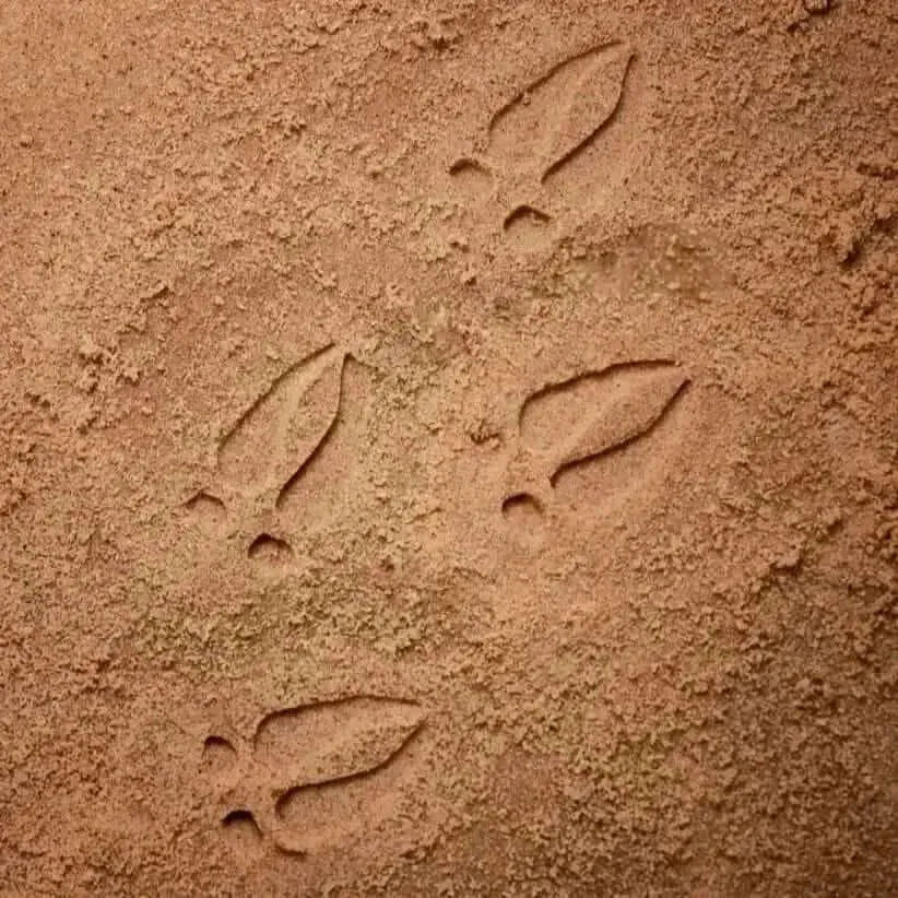Let’s Investigate Woodland Footprints-Let’s Investigate Woodland Footprints