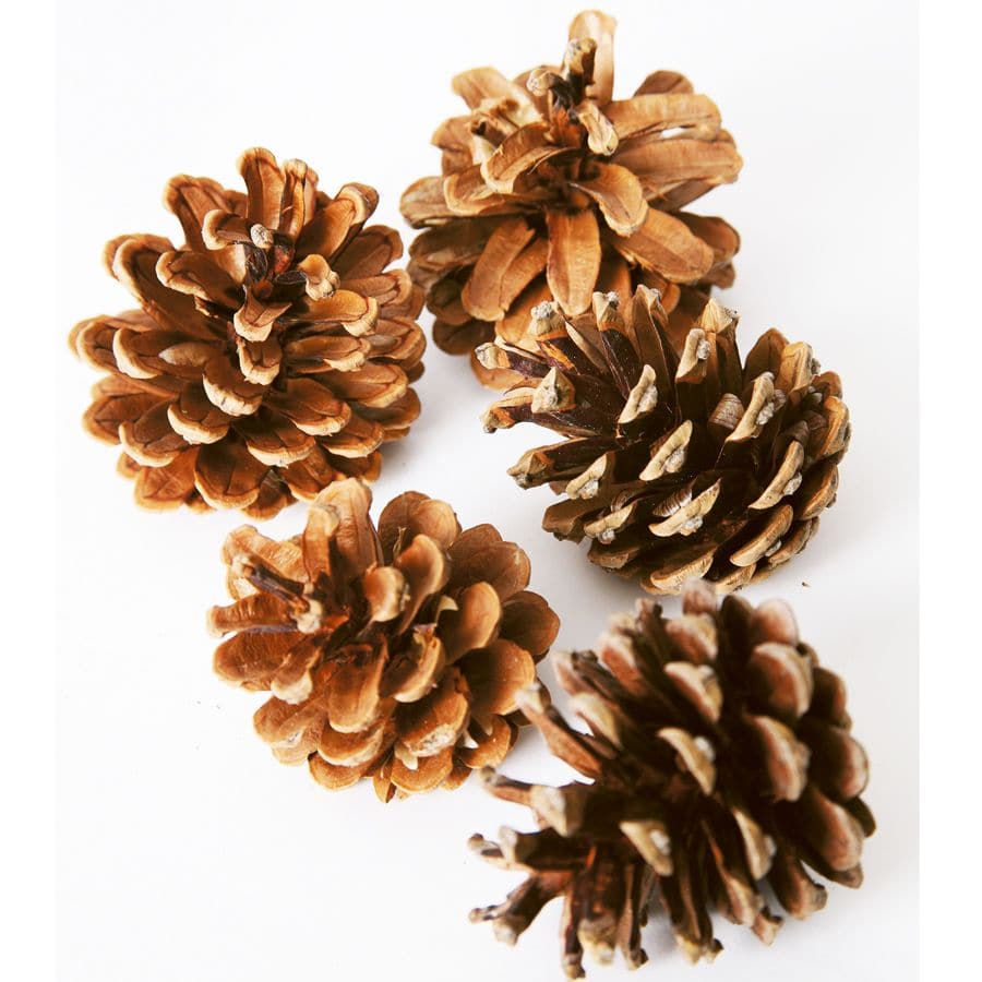 Pine Cones Pack of 25, Delve into nature's marvels with our Pine Cones Pack of 25. Rich in texture, pattern, and form, these pine cones are a remarkable addition to your treasure trove of natural wonders. Perfect for educators, artists, and enthusiasts, these pine cones are not just a tactile delight but also a springboard for limitless creativity. Features: Tactile Exploration: Each pine cone is brimming with unique textures, making it a fantastic handheld item to explore and discuss. Engage the senses and