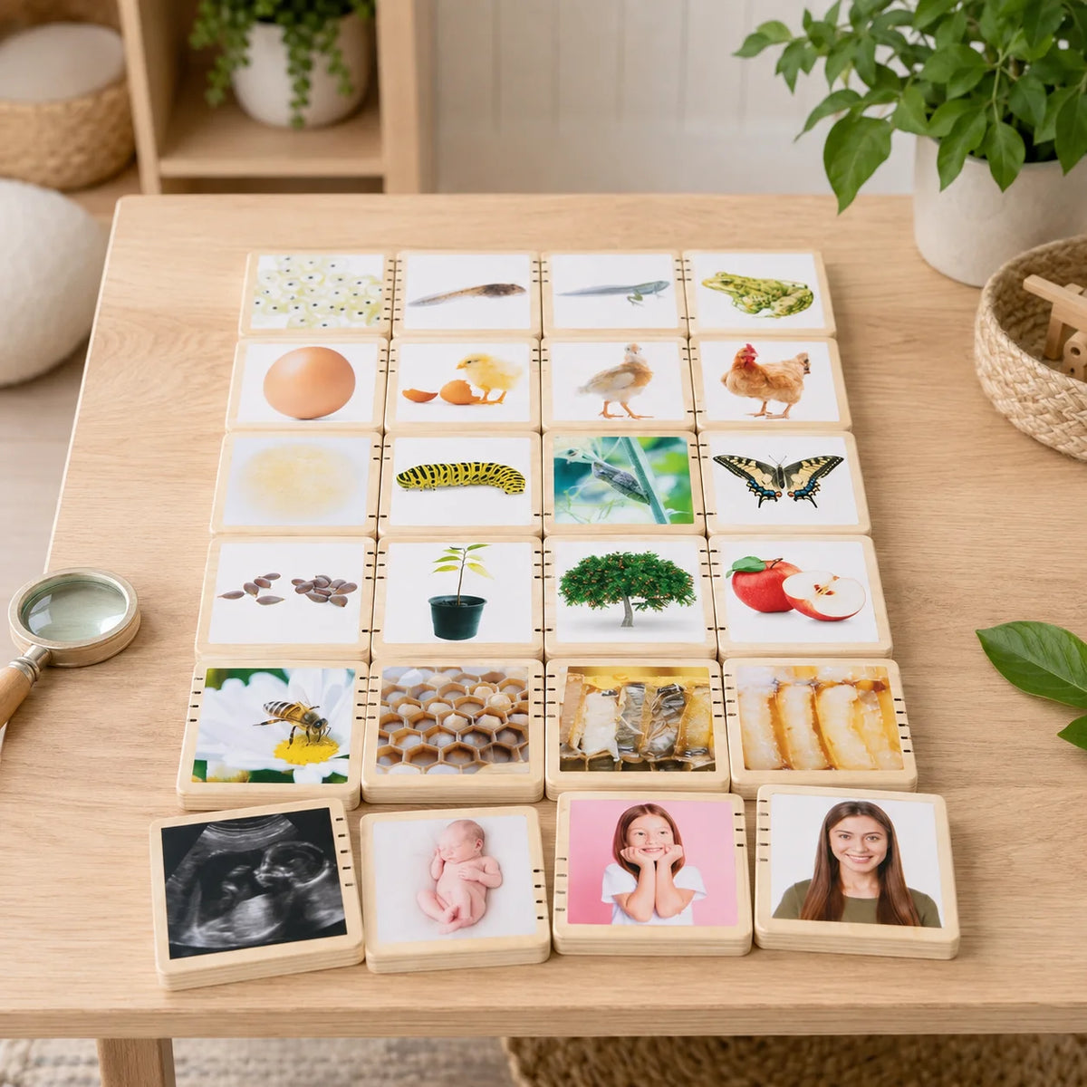 Wooden Lifecycle Tiles-Wooden Lifecycle Tiles