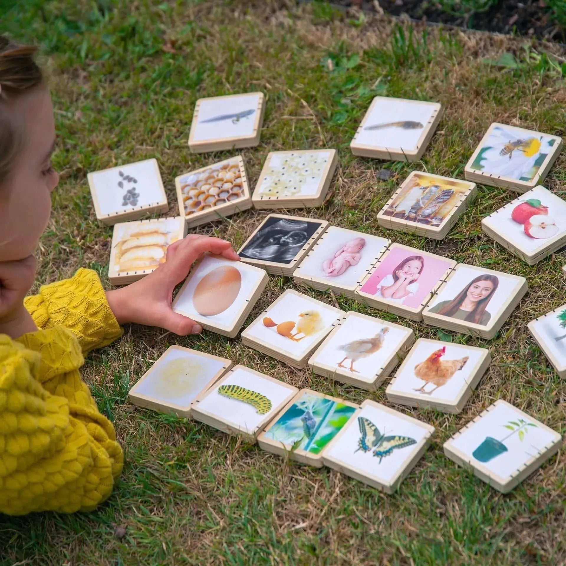 Wooden Lifecycle Tiles-Wooden Lifecycle Tiles